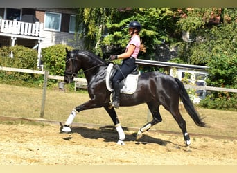 KWPN, Yegua, 5 años, 166 cm, Negro