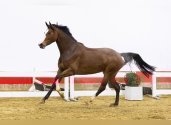 KWPN, Yegua, 5 años, 167 cm, Castaño