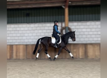 KWPN, Yegua, 5 años, 167 cm, Castaño oscuro