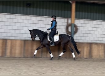 KWPN, Yegua, 5 años, 167 cm, Castaño oscuro