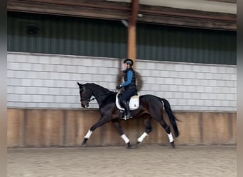 KWPN, Yegua, 5 años, 167 cm, Castaño oscuro