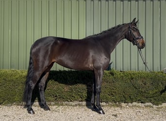 KWPN, Yegua, 5 años, 167 cm, Castaño oscuro