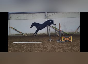 KWPN, Yegua, 5 años, 167 cm, Morcillo