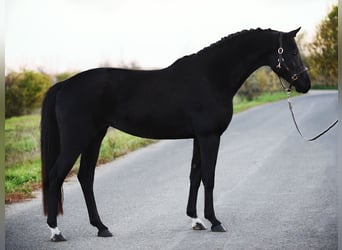 KWPN, Yegua, 5 años, 168 cm, Negro