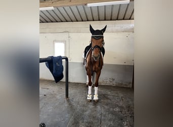 KWPN, Yegua, 5 años, 169 cm, Alazán