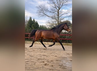 KWPN, Yegua, 5 años, 170 cm, Castaño