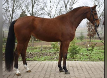 KWPN, Yegua, 5 años, 170 cm, Castaño