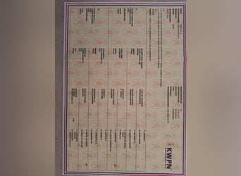 KWPN, Yegua, 5 años, 170 cm, Castaño claro