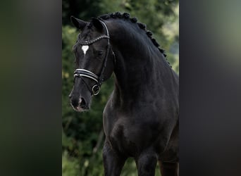 KWPN, Yegua, 5 años, 172 cm, Negro
