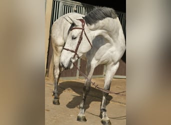 KWPN, Yegua, 5 años, 174 cm, Tordo