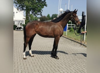 KWPN, Yegua, 5 años, 176 cm, Castaño oscuro