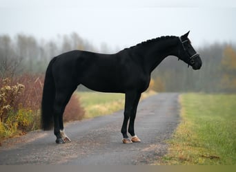 KWPN, Yegua, 5 años, 176 cm, Negro