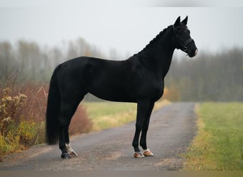 KWPN, Yegua, 5 años, 176 cm, Negro