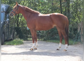 KWPN, Yegua, 6 años, 155 cm, Alazán