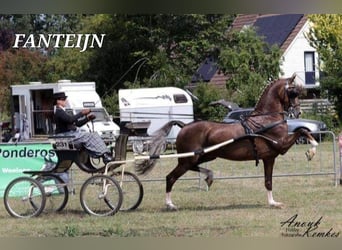 KWPN, Yegua, 6 años, 157 cm, Palomino