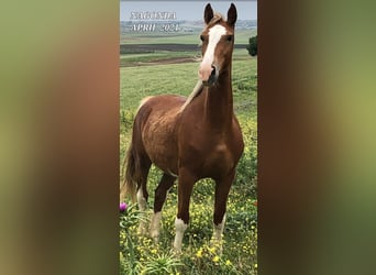 KWPN, Yegua, 6 años, 157 cm, Palomino