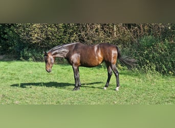 KWPN, Yegua, 6 años, 160 cm, Castaño oscuro