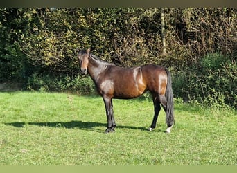 KWPN, Yegua, 6 años, 160 cm, Castaño oscuro