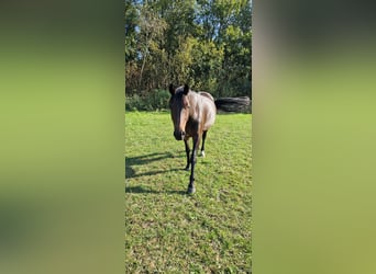 KWPN, Yegua, 6 años, 160 cm, Castaño oscuro