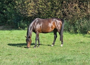 KWPN, Yegua, 6 años, 160 cm, Castaño oscuro