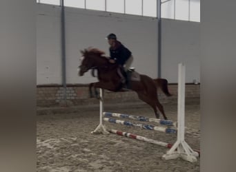 KWPN, Yegua, 6 años, 161 cm, Alazán