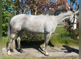 KWPN, Yegua, 6 años, 162 cm, Tordo