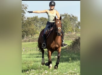 KWPN, Yegua, 6 años, 163 cm, Castaño