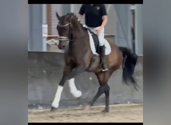 KWPN, Yegua, 6 años, 163 cm, Castaño
