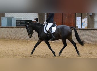 KWPN, Yegua, 6 años, 164 cm, Castaño oscuro