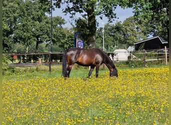 KWPN, Yegua, 6 años, 164 cm, Castaño oscuro