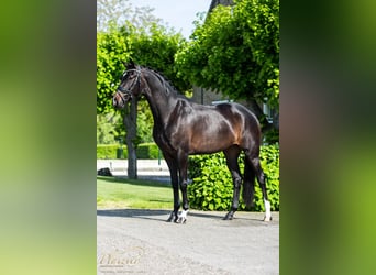 KWPN, Yegua, 6 años, 165 cm, Castaño oscuro