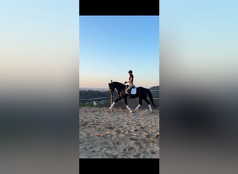 KWPN, Yegua, 6 años, 165 cm, Morcillo