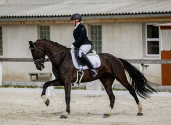 KWPN, Yegua, 6 años, 165 cm, Negro