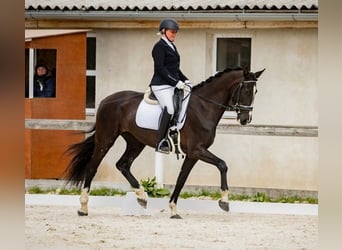 KWPN, Yegua, 6 años, 165 cm, Negro