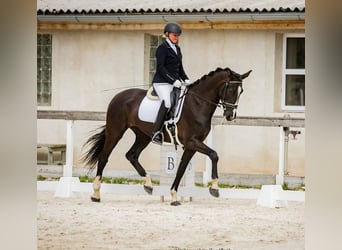 KWPN, Yegua, 6 años, 165 cm, Negro