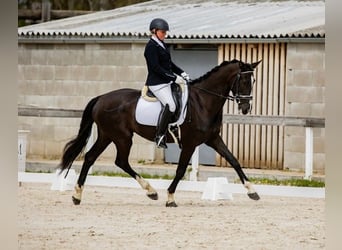 KWPN, Yegua, 6 años, 165 cm, Negro