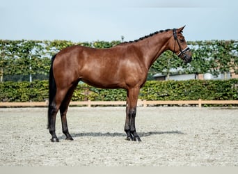 KWPN, Yegua, 6 años, 170 cm, Castaño