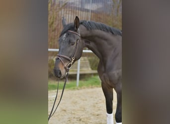 KWPN, Yegua, 6 años, 170 cm, Castaño oscuro