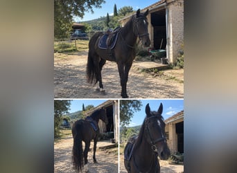 KWPN, Yegua, 6 años, 170 cm, Negro
