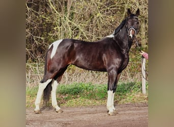 KWPN, Yegua, 6 años, 171 cm, Pío