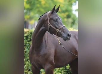 KWPN, Yegua, 6 años, 172 cm, Negro