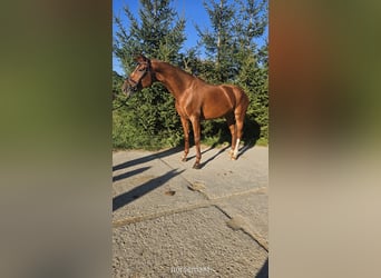 KWPN, Yegua, 6 años, 173 cm, Alazán-tostado