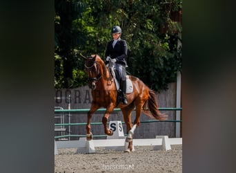 KWPN, Yegua, 6 años, 173 cm, Alazán-tostado