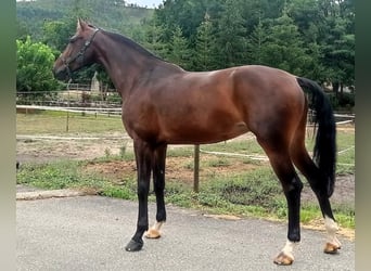 KWPN, Yegua, 6 años, 173 cm, Castaño oscuro