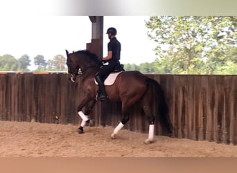 KWPN, Yegua, 6 años, 176 cm, Castaño oscuro