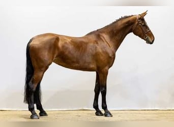 KWPN, Yegua, 6 años, 178 cm, Castaño