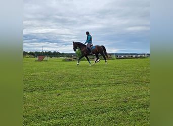 KWPN, Yegua, 6 años, Castaño
