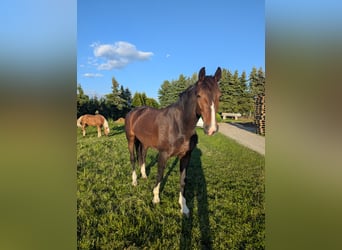 KWPN, Yegua, 6 años, Castaño