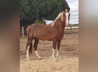 KWPN, Yegua, 6 años, Palomino