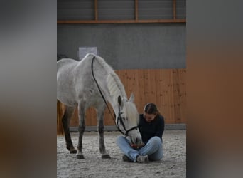 KWPN, Yegua, 7 años, 142 cm, Tordo rodado
